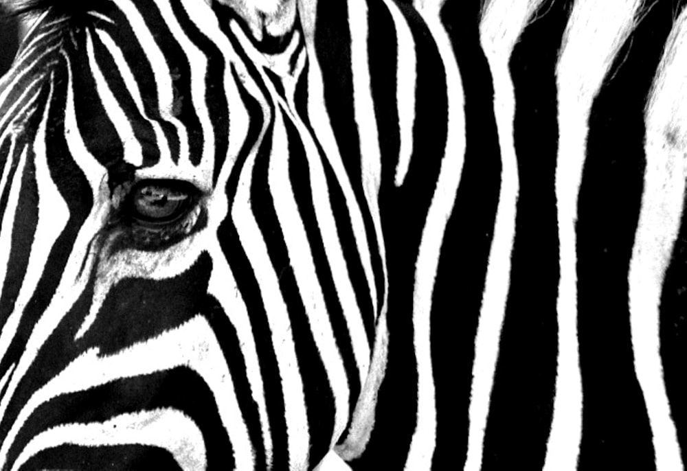 a close up of a zebra