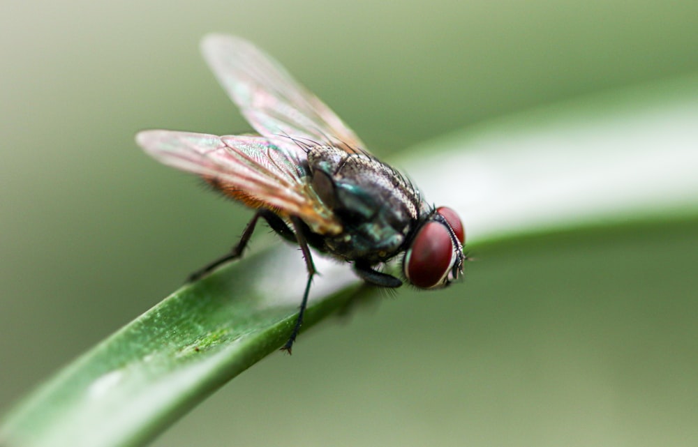 a close up of a fly