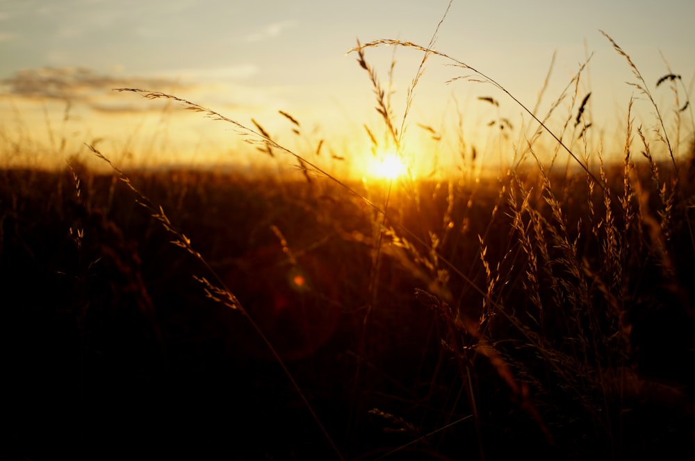 a field of wheat with the sun setting in the background