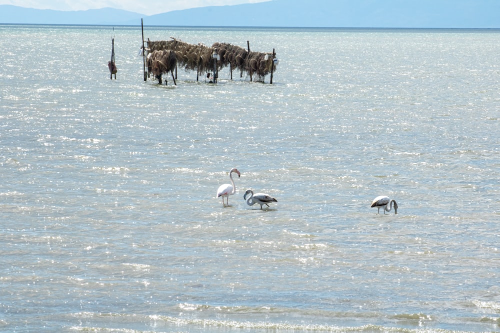 a group of animals in a body of water