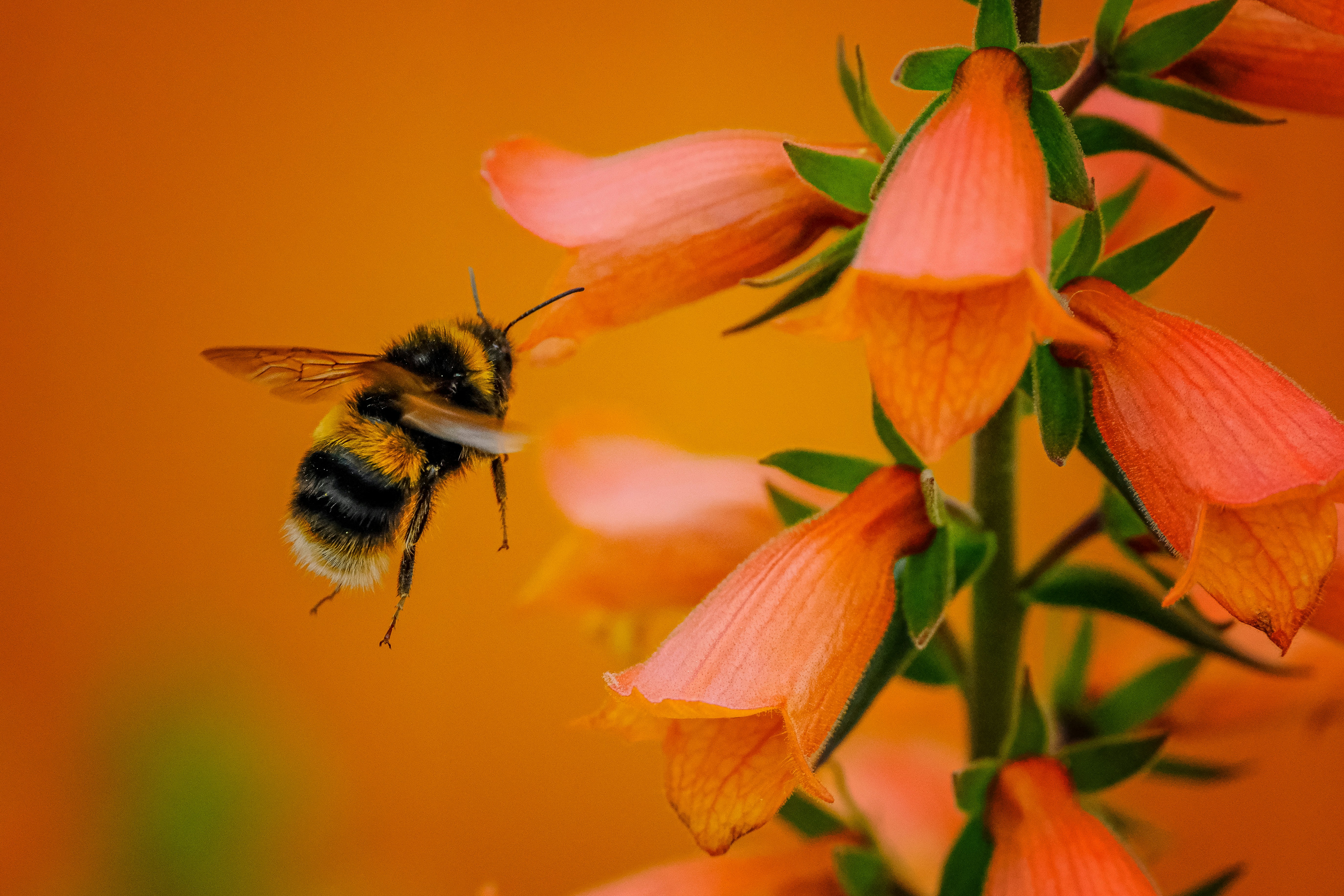 A little bee collecting pollen