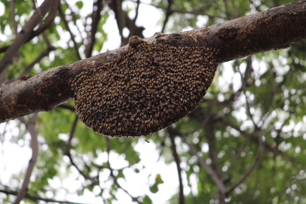 un nido di uccelli in un albero