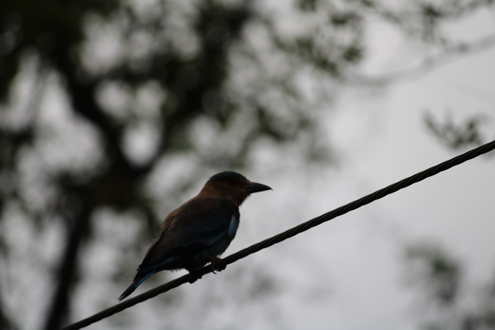 a bird sits on a wire