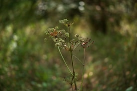 A close-up view of a dried wildflower with small clusters of seeds and delicate stems against a soft, blurred green background. The focus is on the intricate details of the plant, highlighting its natural textures.