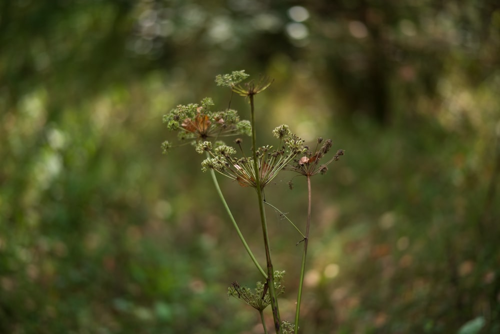 a close-up of a plant