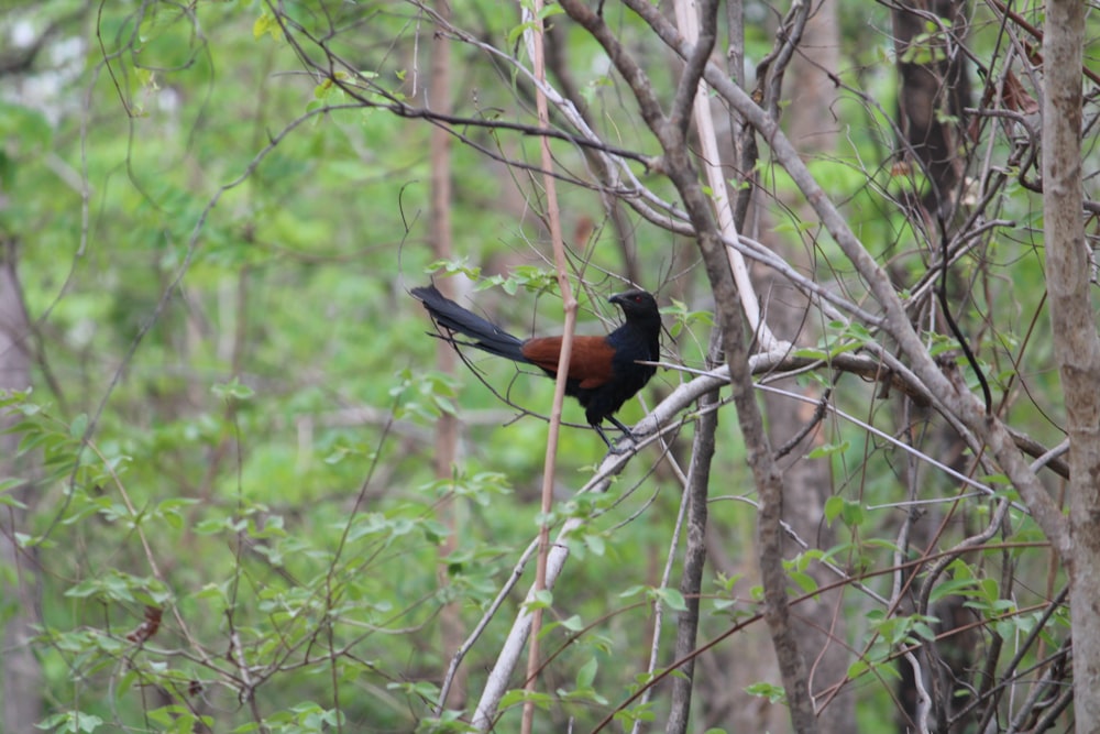 Un pájaro sentado en una rama