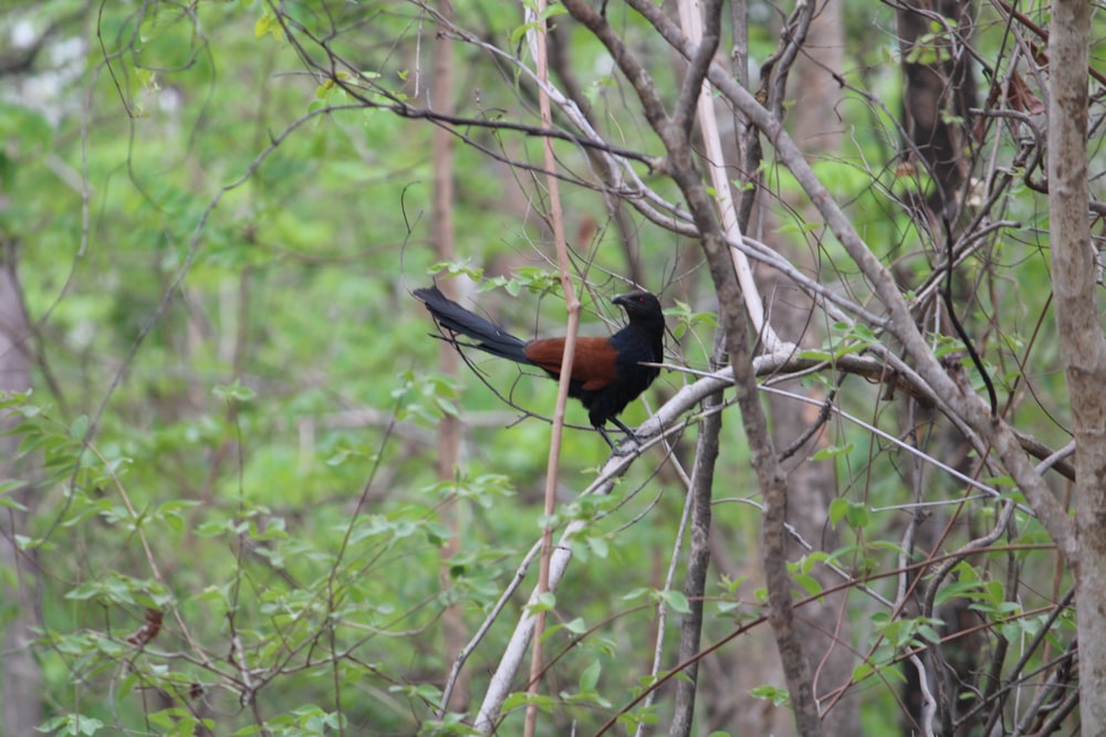 un oiseau assis sur une branche