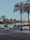 A row of white buses is parked along a street lined with tall palm trees. Two individuals are standing near the buses, and a white car is visible on the road.