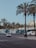 A row of white buses is parked along a street lined with tall palm trees. Two individuals are standing near the buses, and a white car is visible on the road.