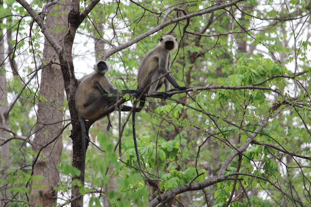two monkeys sitting on a tree