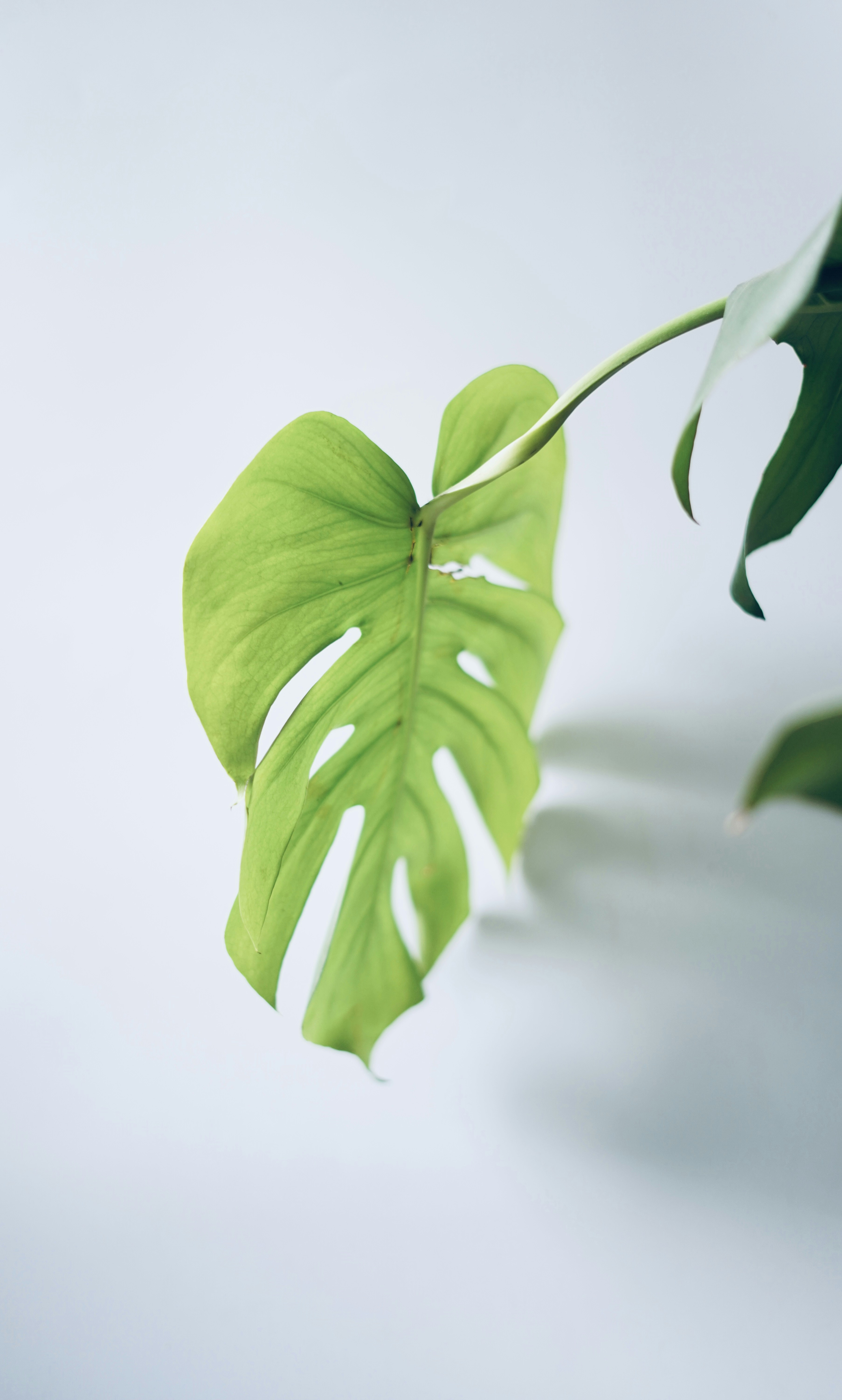 Photo by shyammishra94