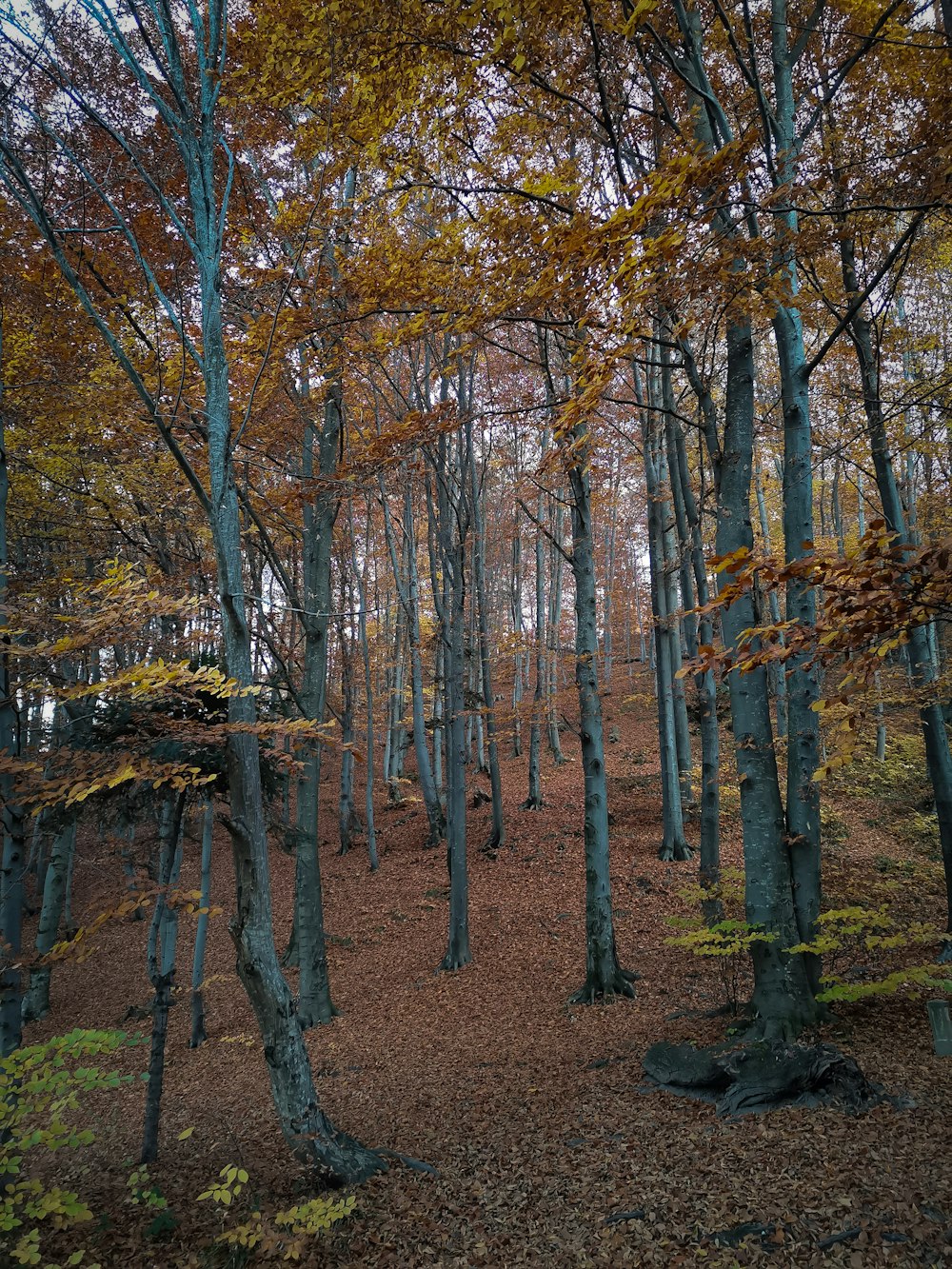 a forest of trees with orange leaves