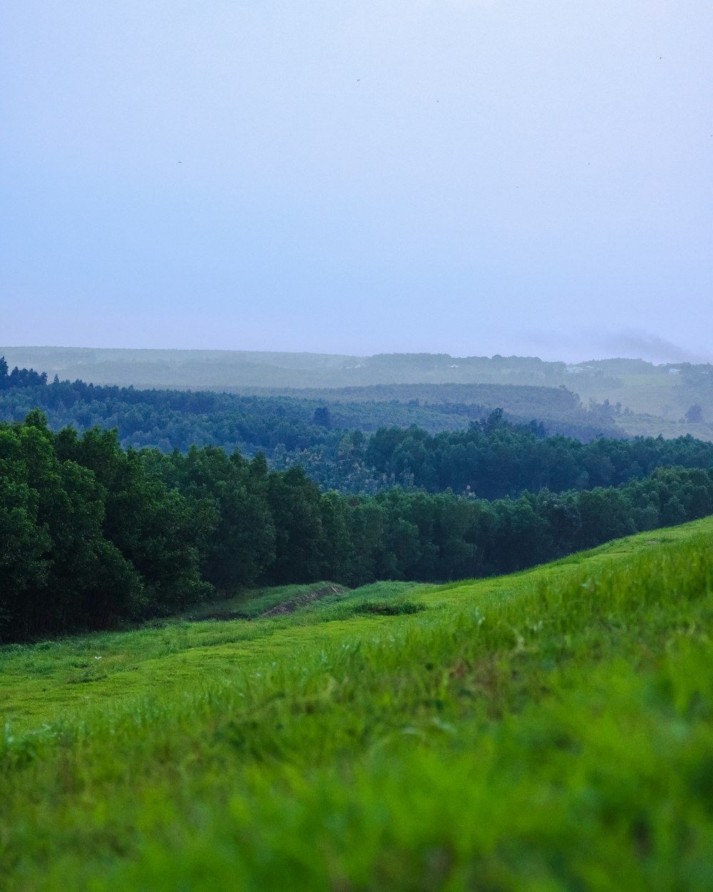 a grassy field with trees in the background