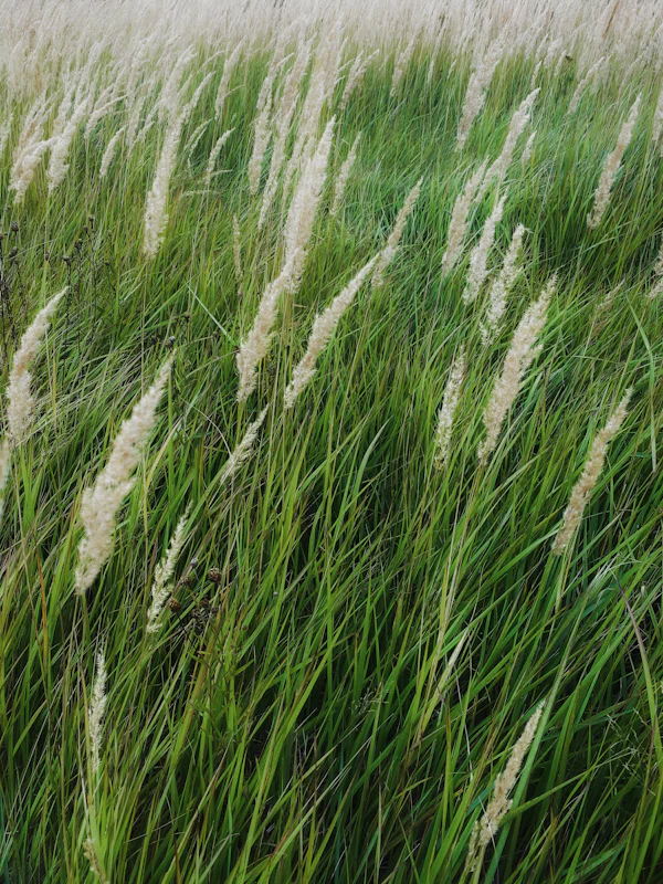Herbes hautes — le vétiver, colonne vertébrale du parfum