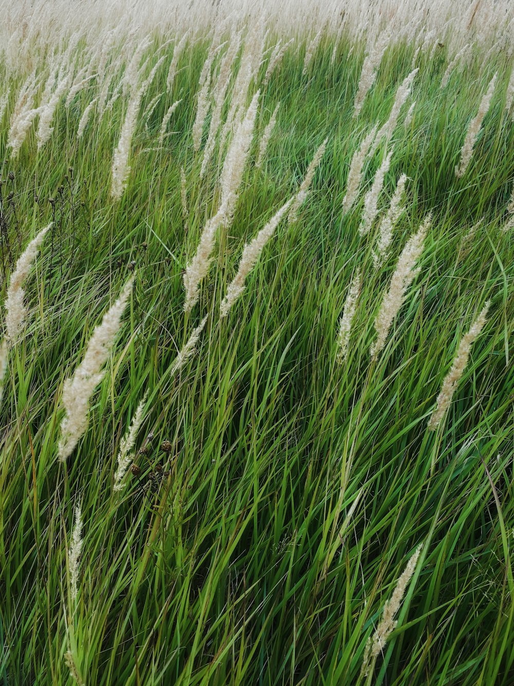 a tall green grass