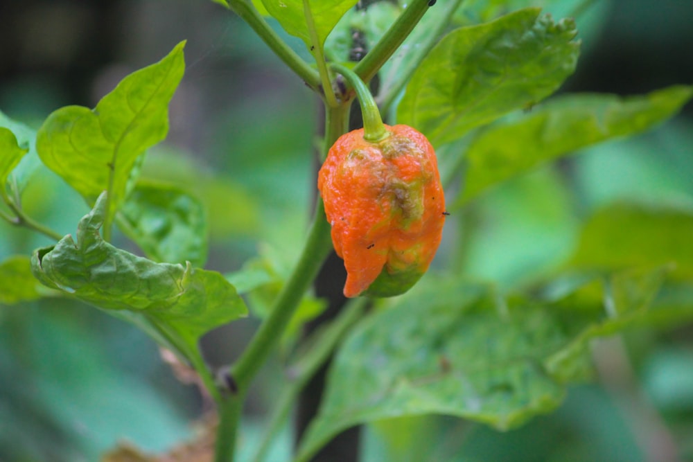 a tomato growing on a plant