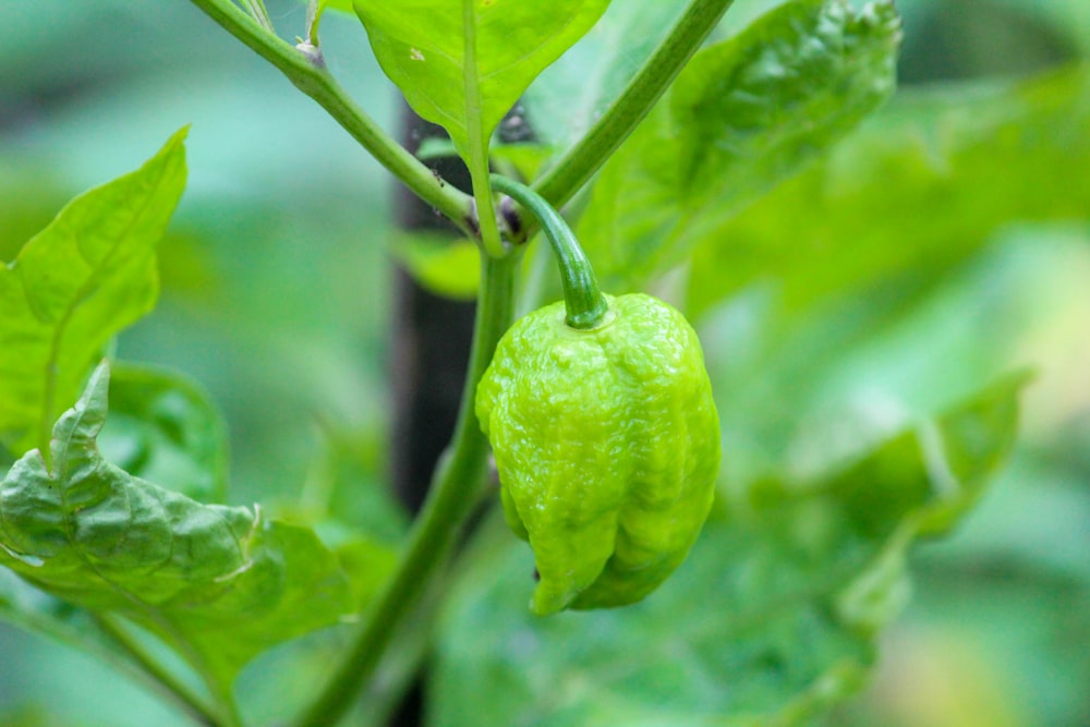 a green bell pepper on a plant