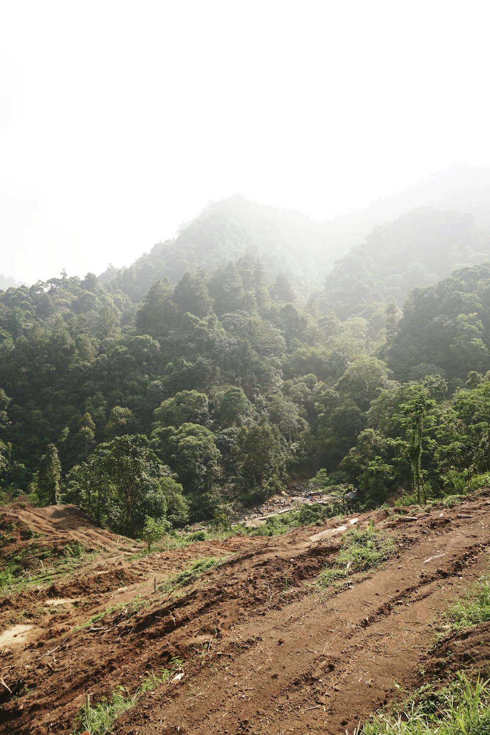 a dirt road going through a forest