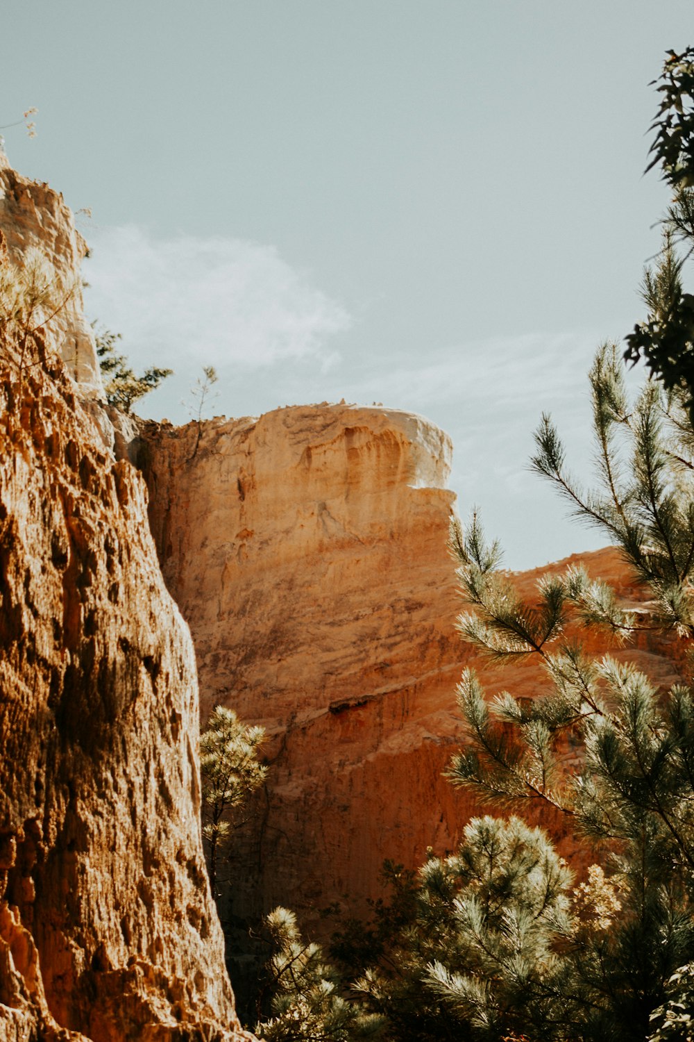 a cliff with trees on it