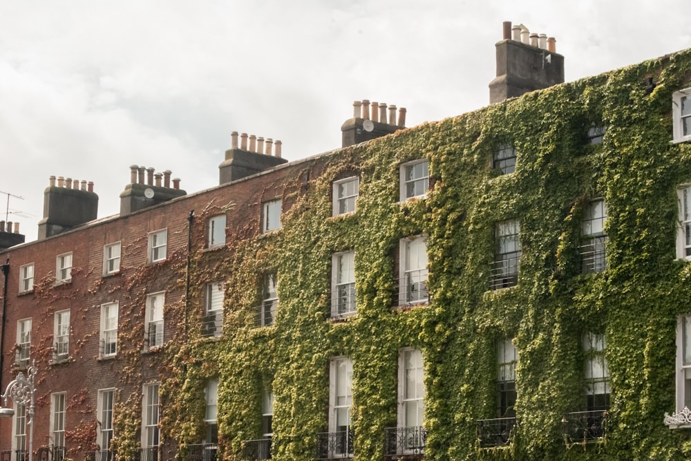 a building with ivy on it