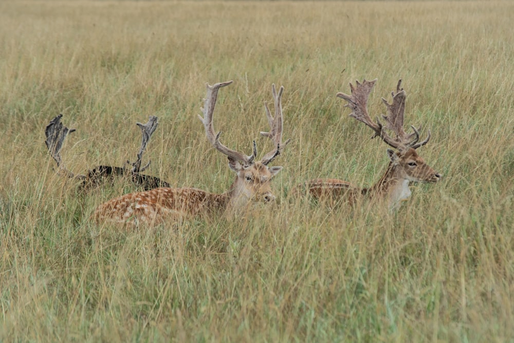 a group of deer in a field