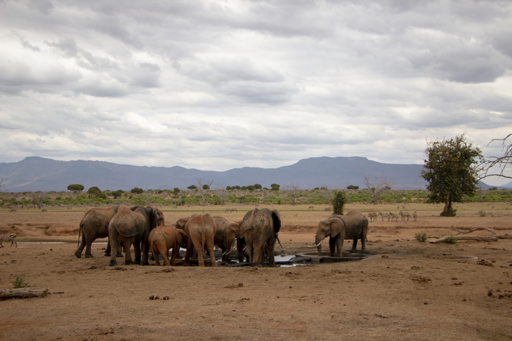 a herd of elephants in a field