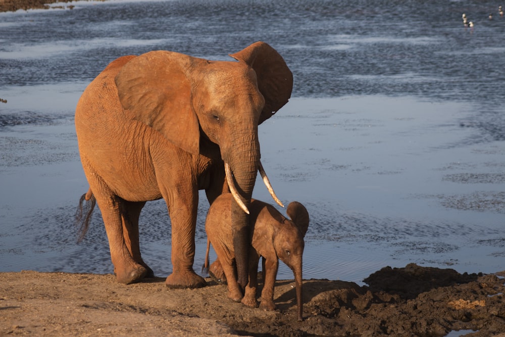 an elephant and its calf at the beach