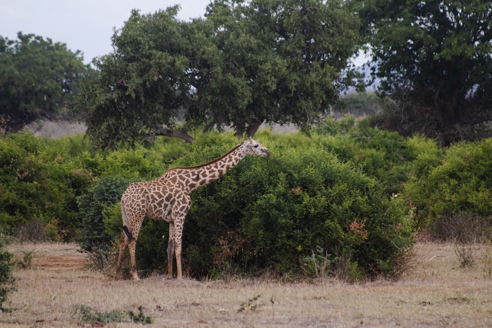 giraffes standing around in the wild