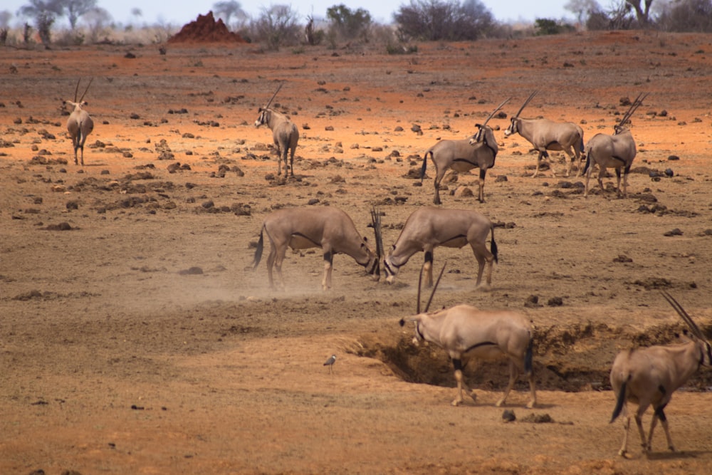 a group of animals walking on a dirt field
