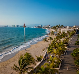 a beach with palm trees and a body of water