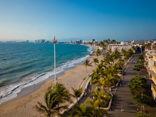 a beach with palm trees and a body of water