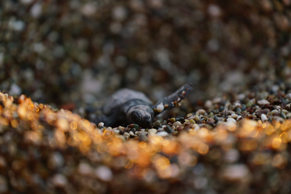 a small black animal