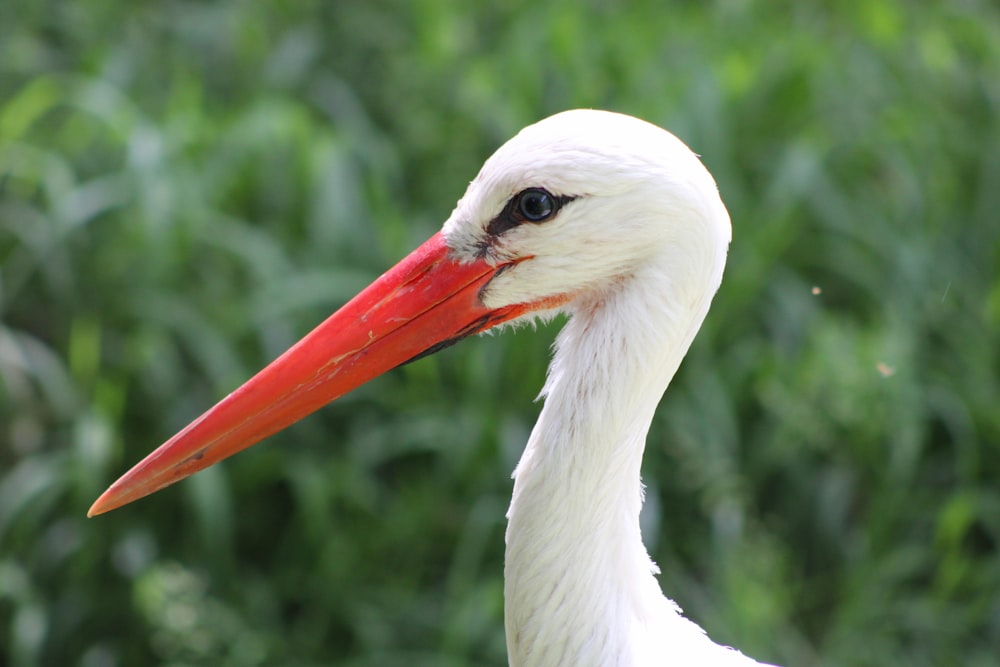 a white bird with a long beak