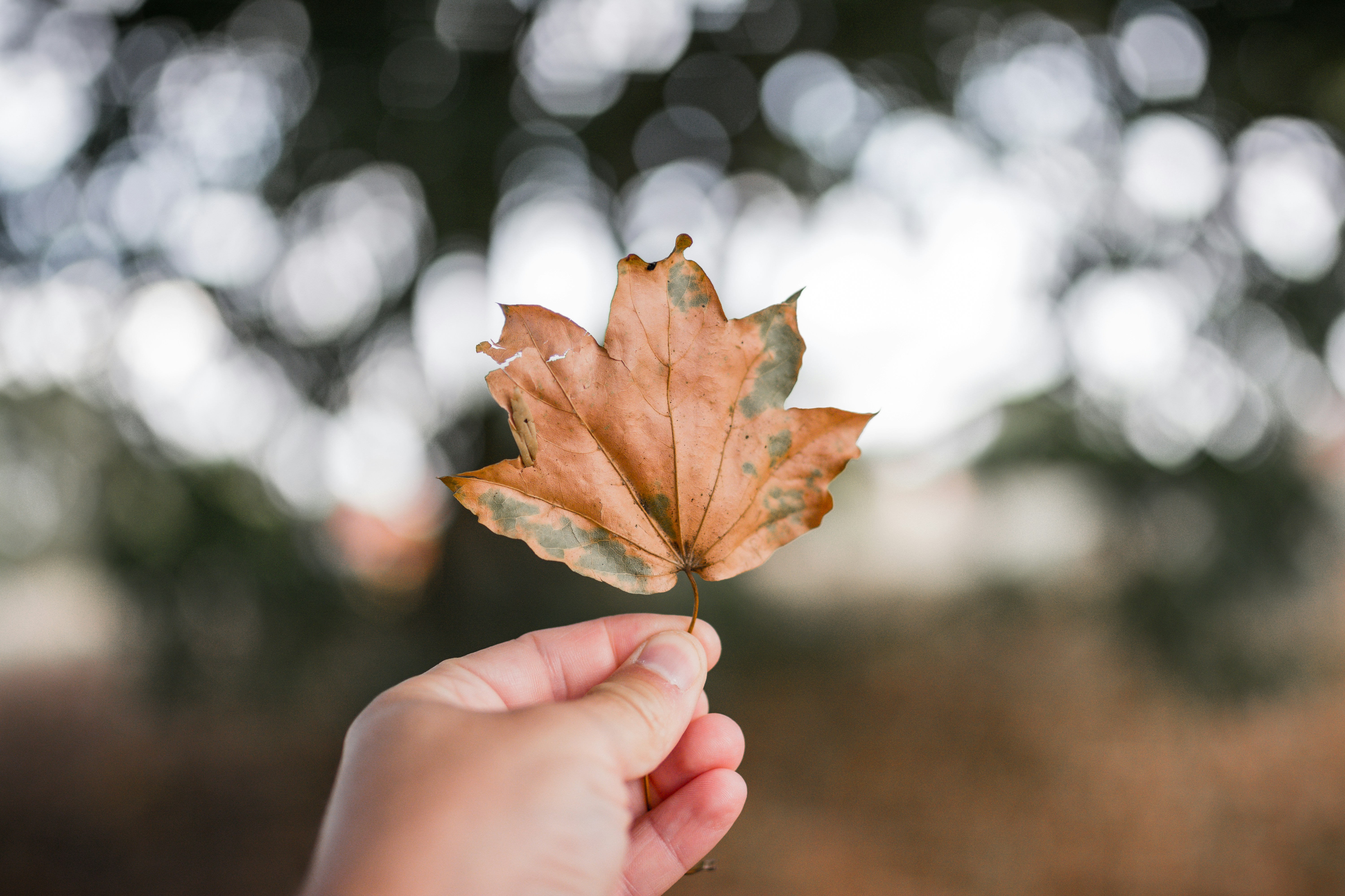 Photo by mihaicostache