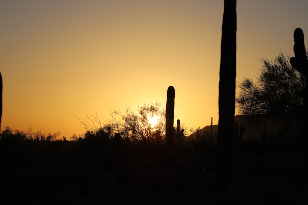 a silhouette of a group of cactus