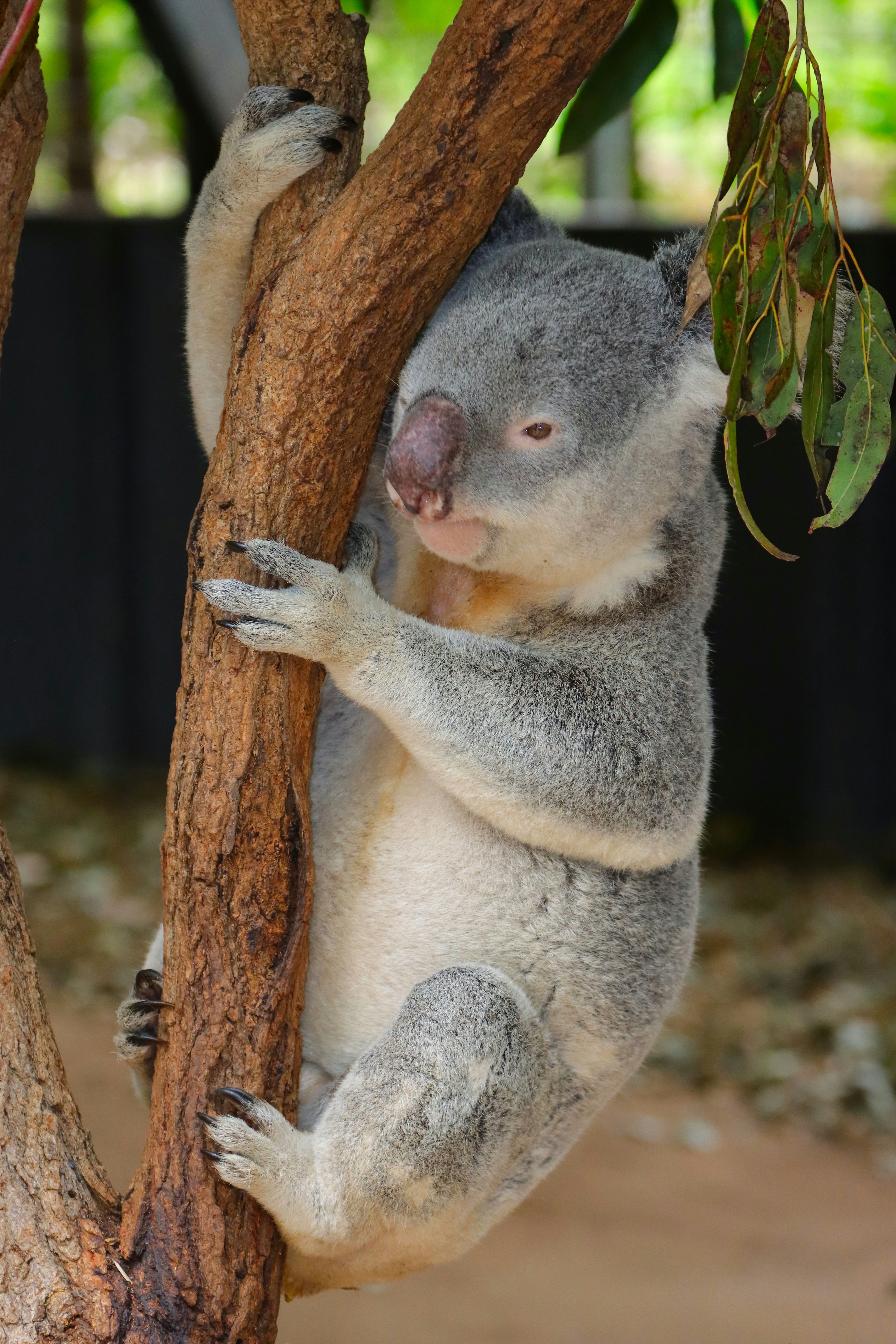 a koala bear climbing a tree