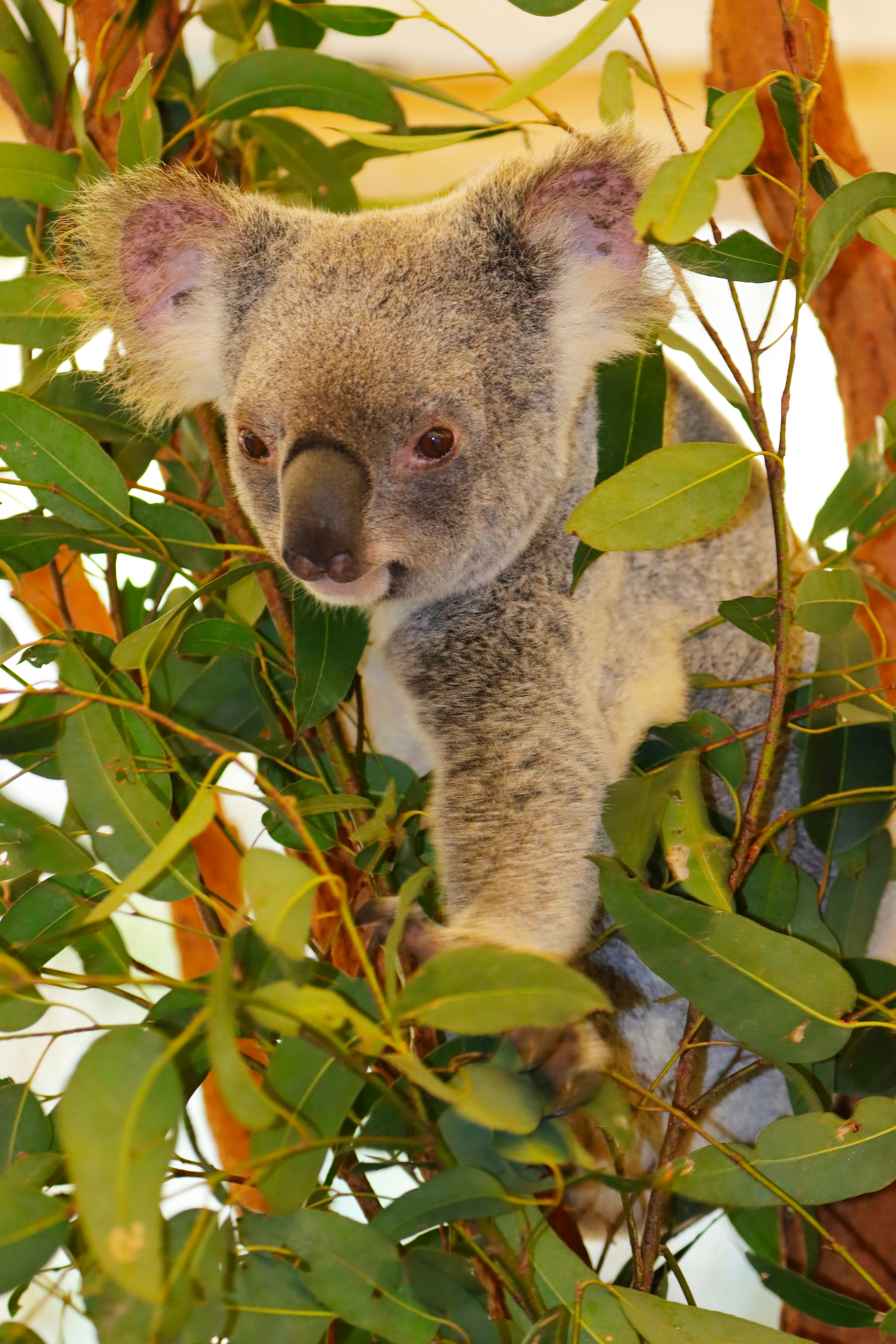 a koala bear in a tree