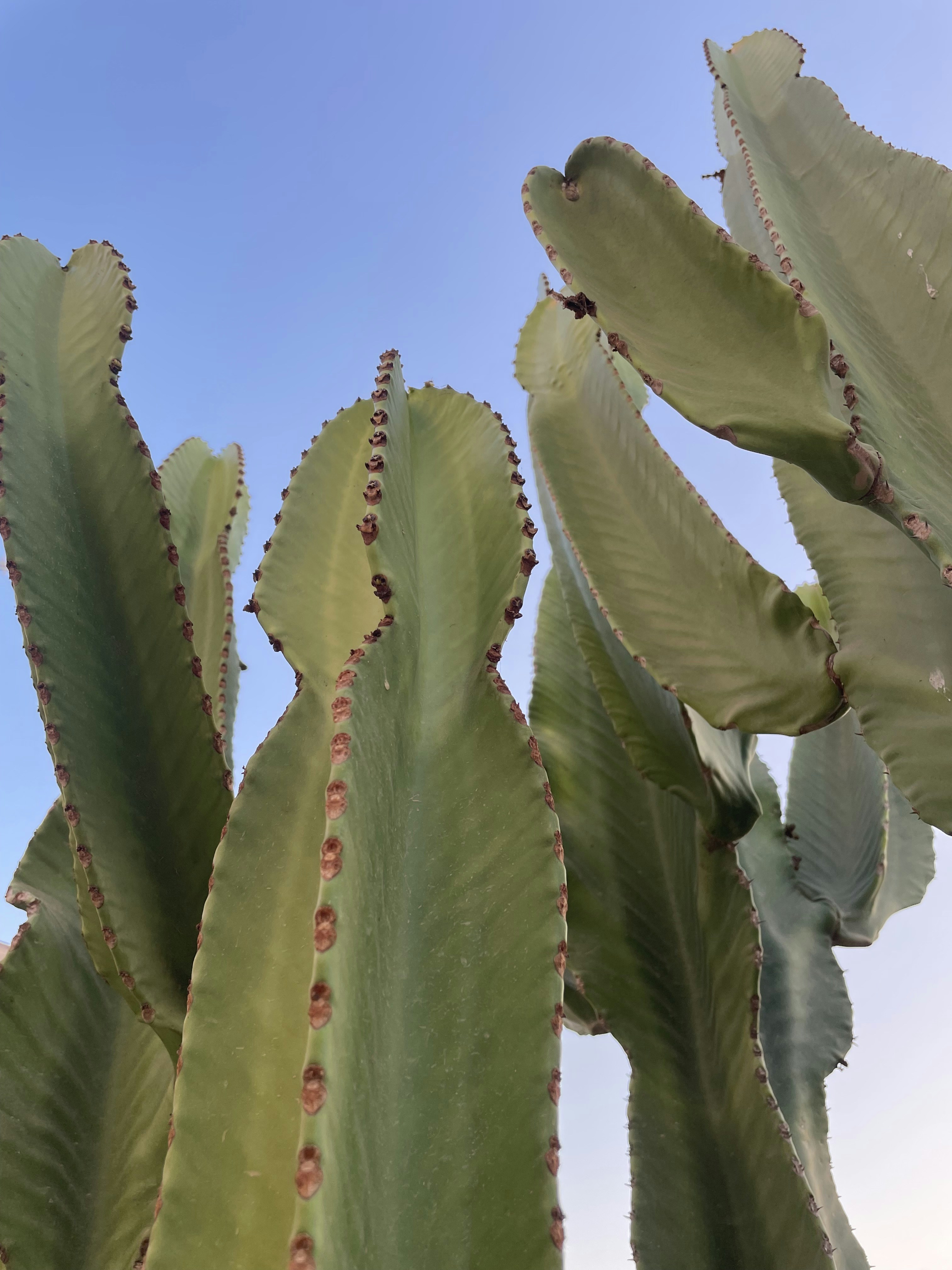 a close-up of a plant
