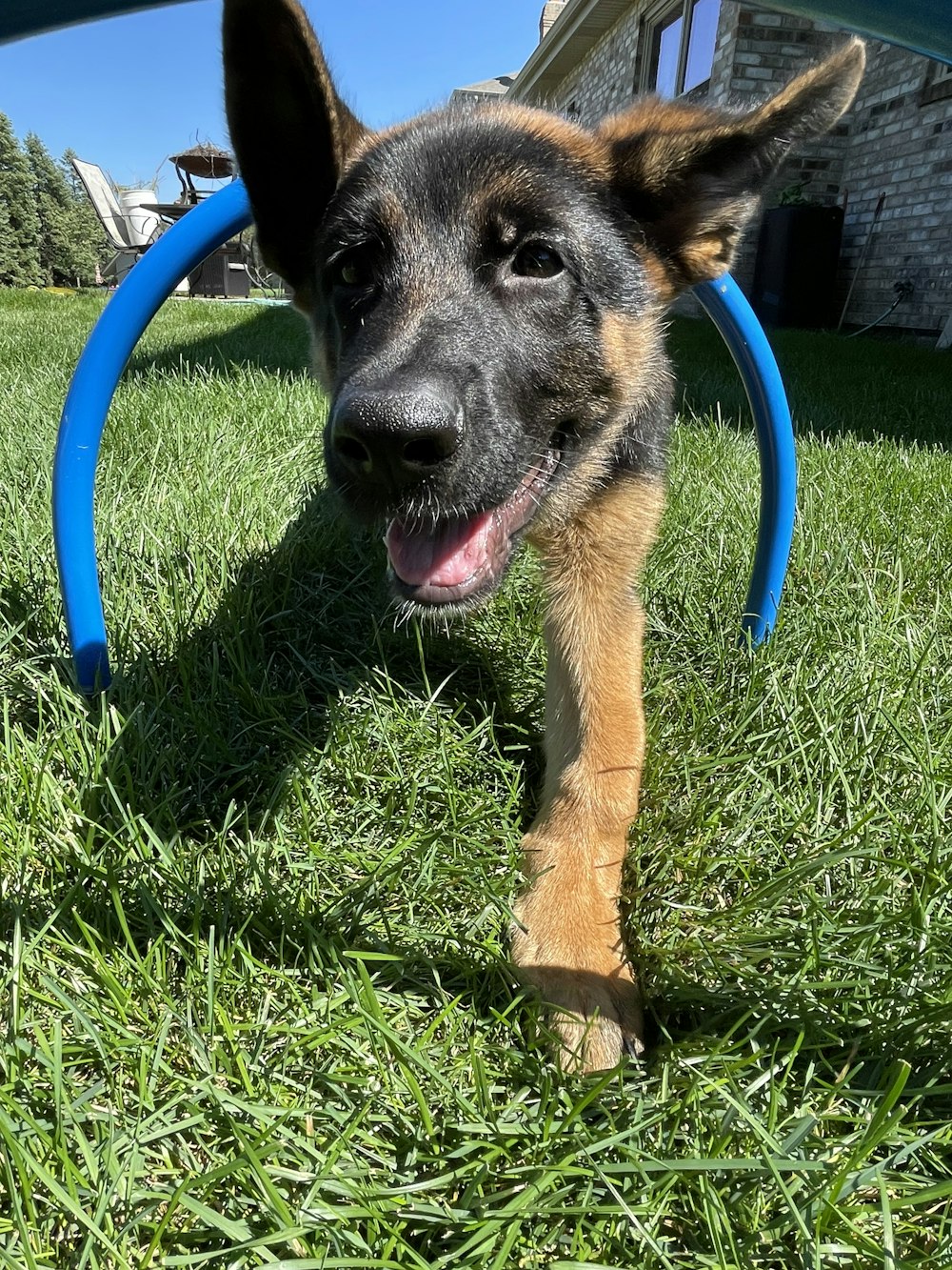 a dog standing in grass