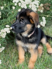 a German shepherd puppy dog laying in grass smelling white flower