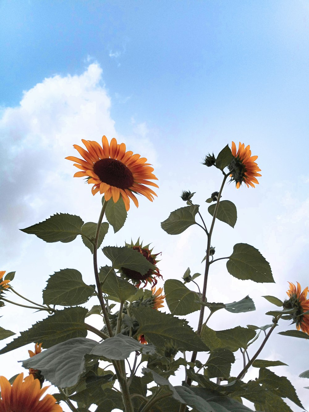 a group of flowers