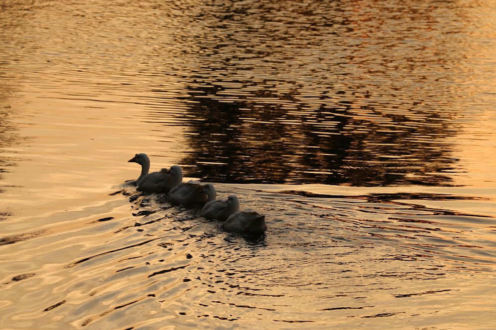 a group of ducks on a beach