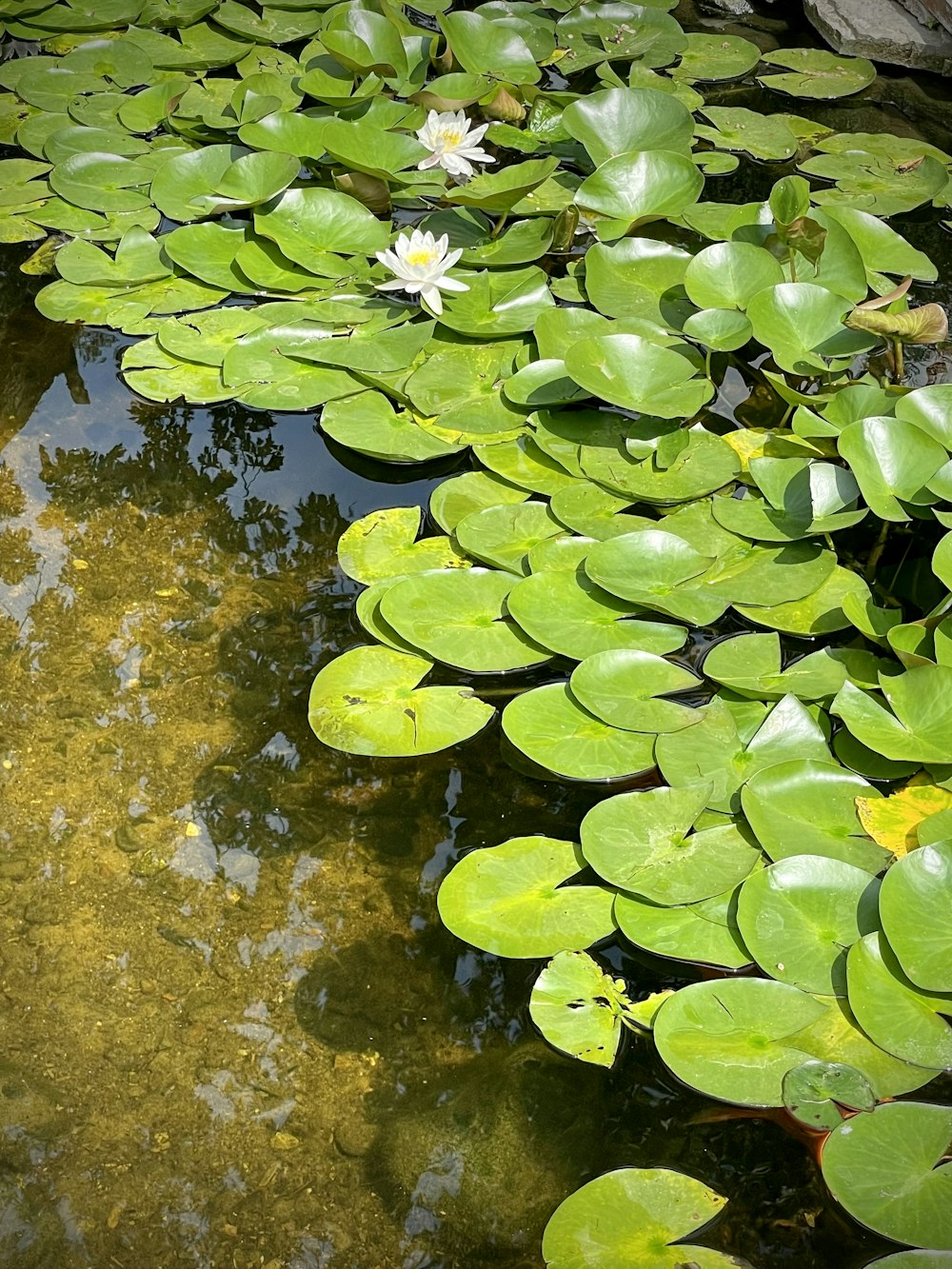 a pond with lily pads and flowers