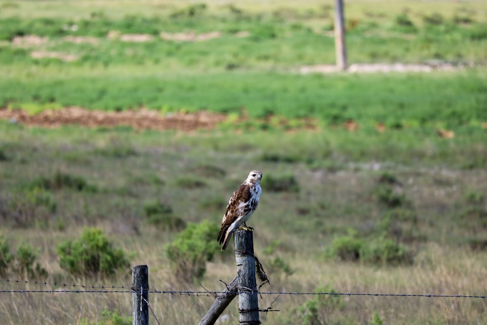Un pájaro encaramado en una cerca