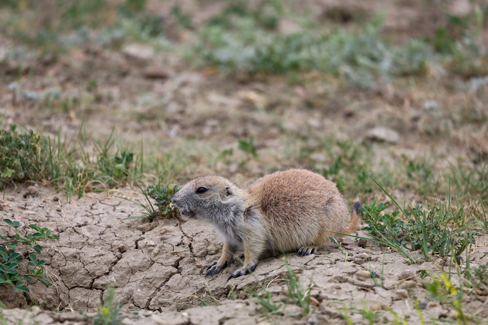 un piccolo animale in piedi su una roccia