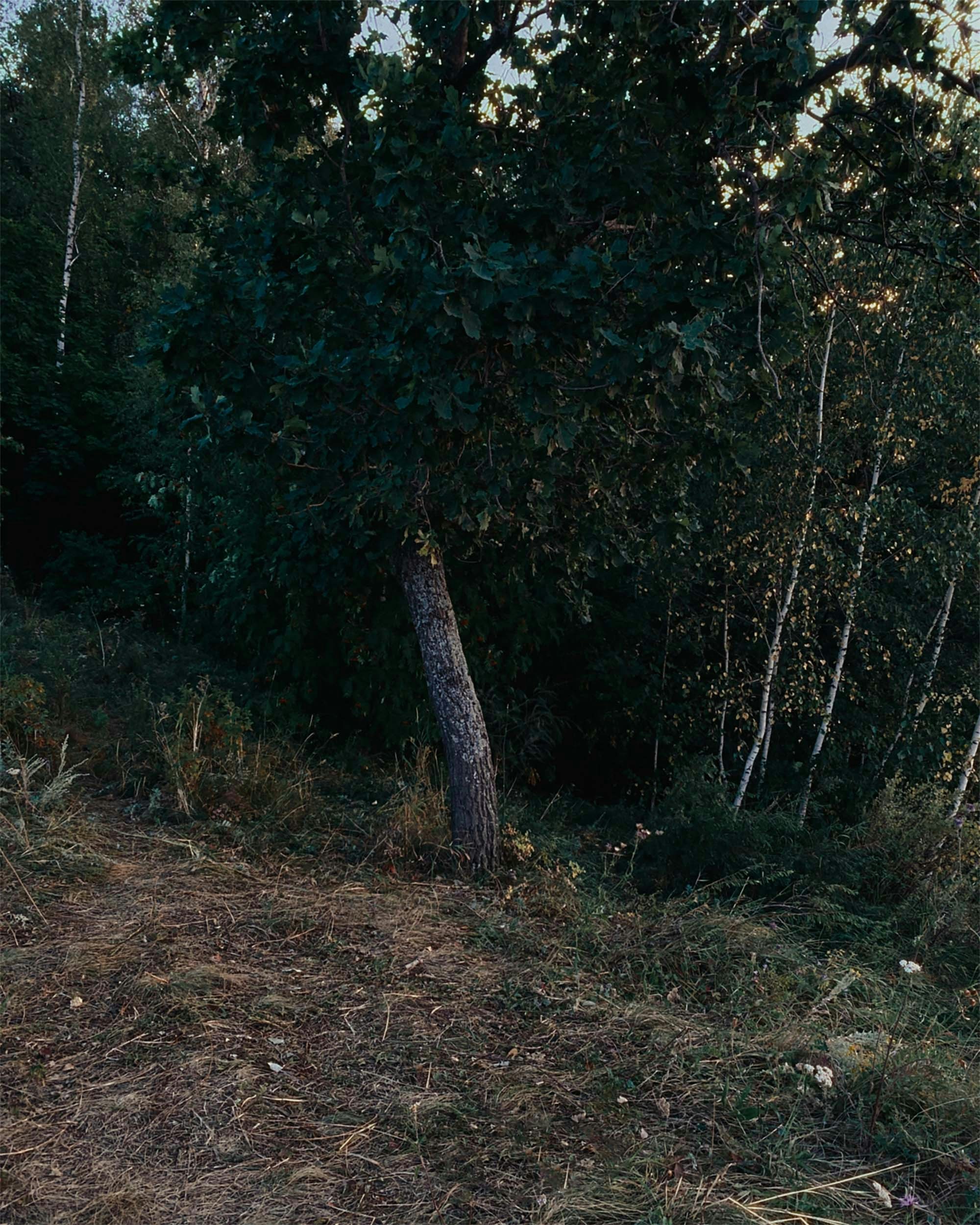 Un albero in una foresta