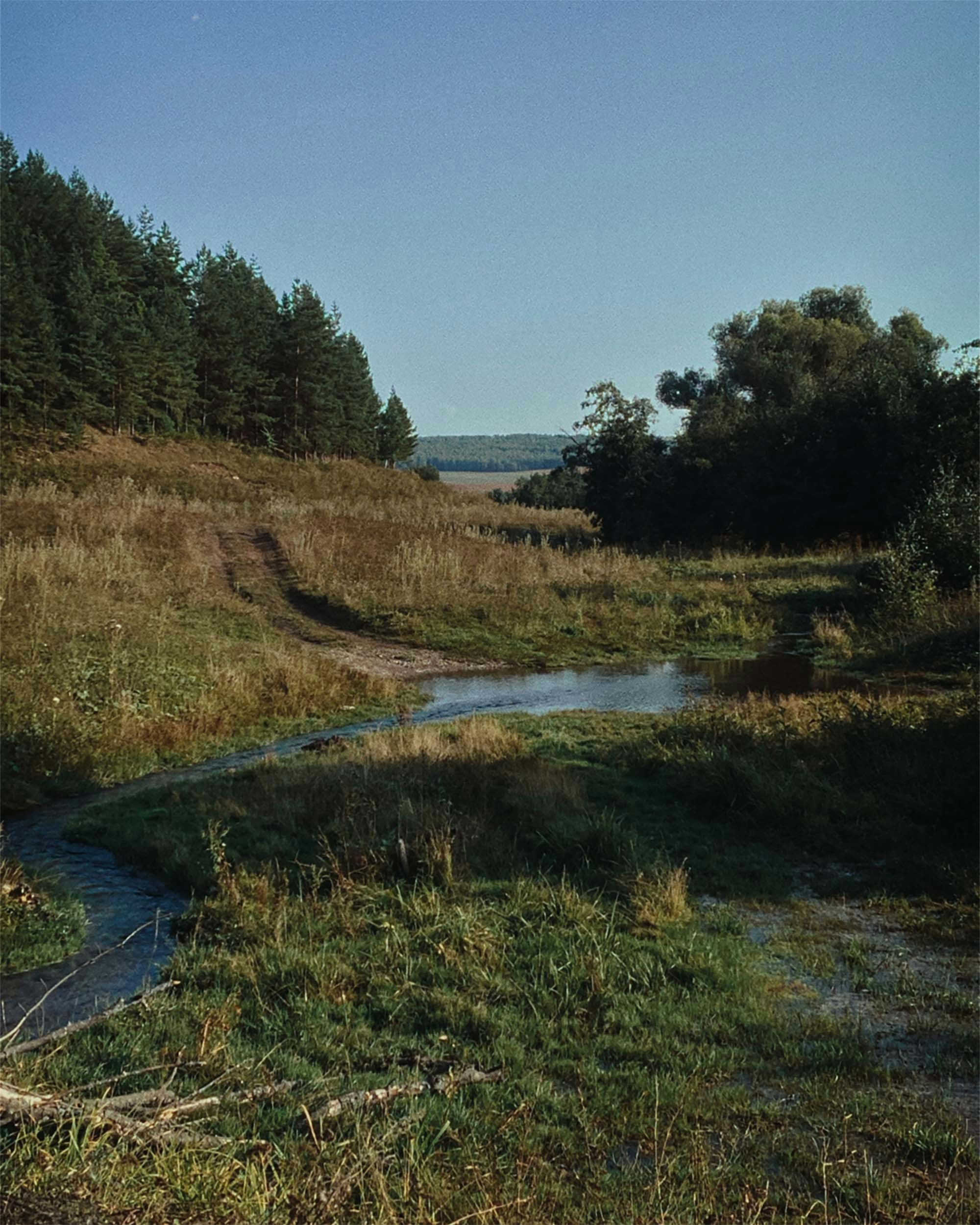 a close-up of a lush green field