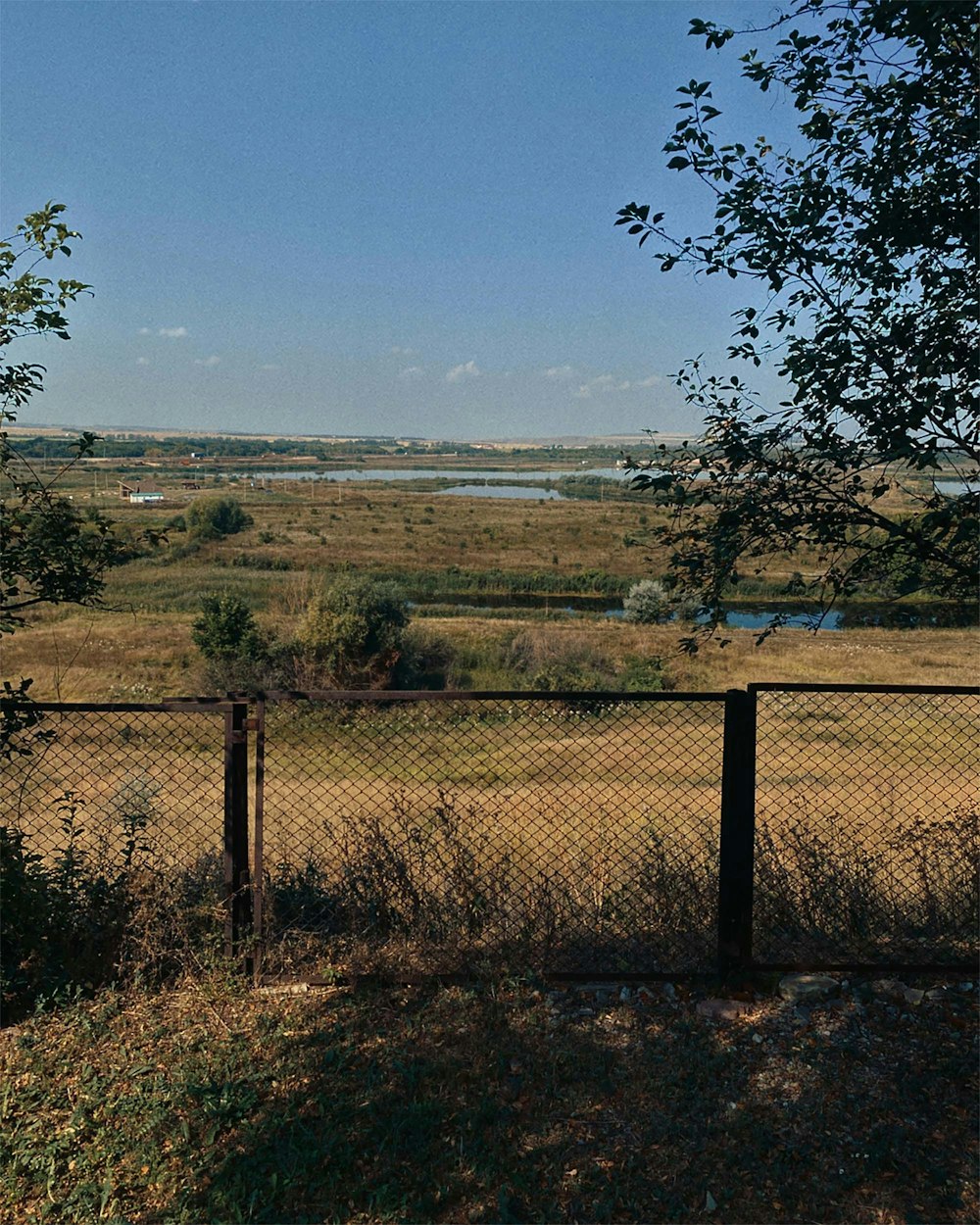 a herd of cattle standing on top of a dry grass field