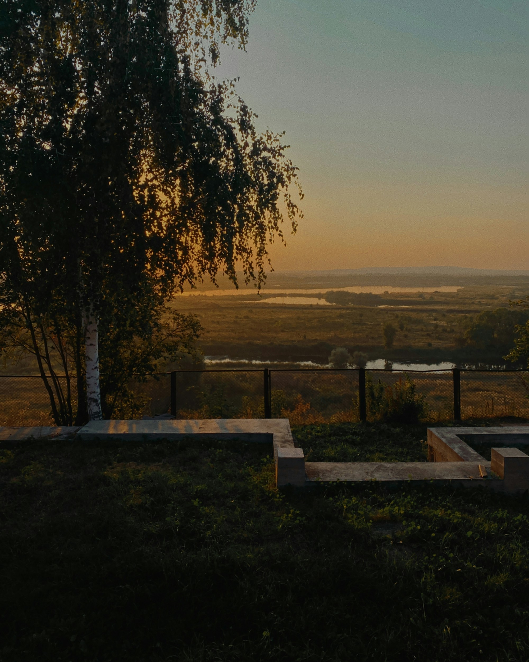 Un albero in mezzo a un campo