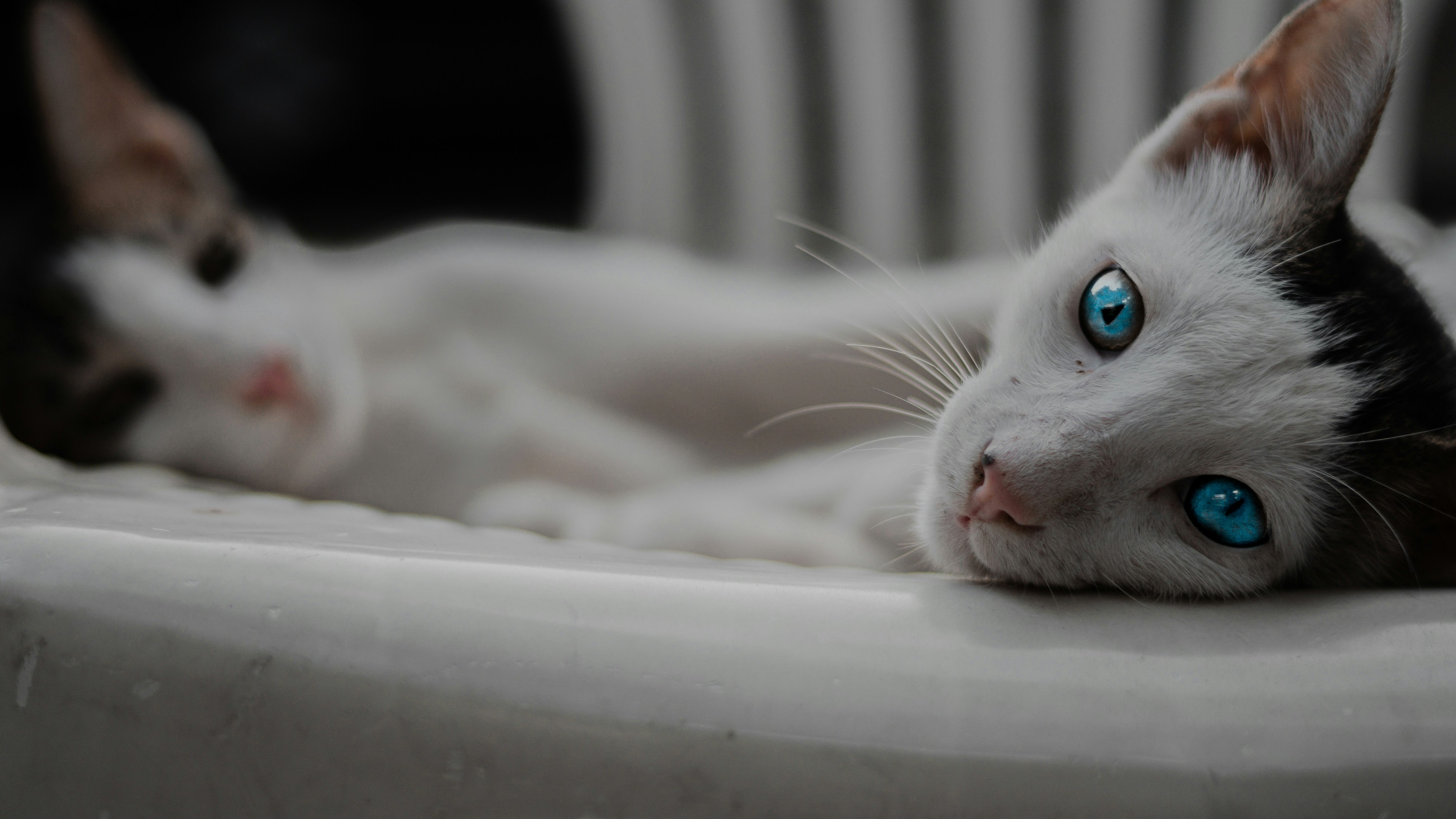 a cat lying on a bed
